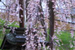 2012-04-27_滝桜