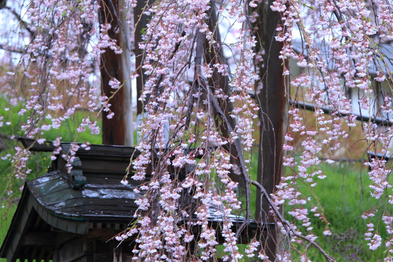 2012-04-27_滝桜
