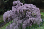 2012-04-27_滝桜02
