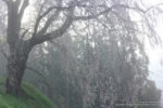 2012-04-28_お城桜の桜