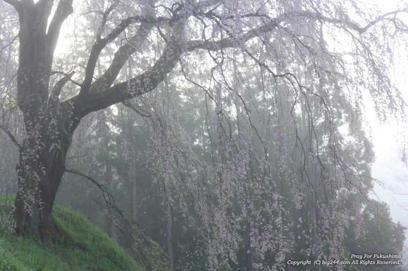 2012-04-28_お城桜の桜