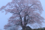 2012-04-28_七草木天神桜