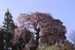 2012-04-28_法蔵時のしだれ桜