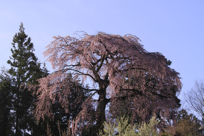 2012-04-28_法蔵時のしだれ桜