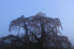 2012-04-28_滝桜