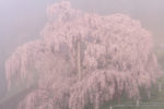 2012-04-28_滝桜03